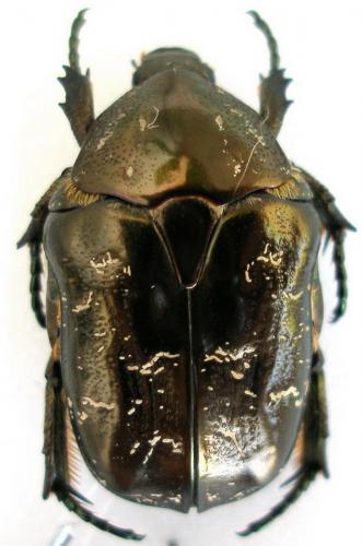 Réf. 10 618 : Liocola marmorata
