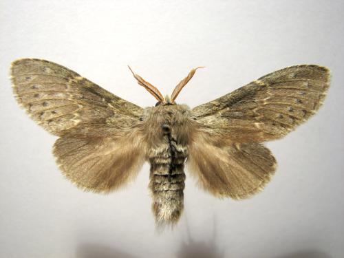 Stauropus fagi