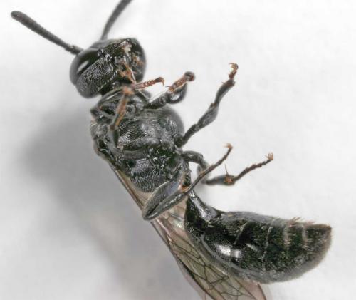 Réf. 10 650 : Psenulus fuscipennis