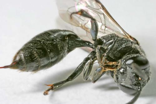 Réf. 10 651 : Psenulus fuscipennis
