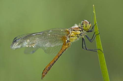Sympetrum sanguineum