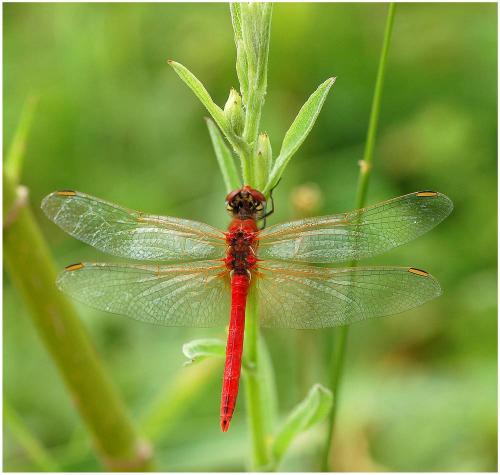 Réf. 10 531 : Sympetrum fonscolombii