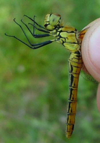 Sympetrum sp.