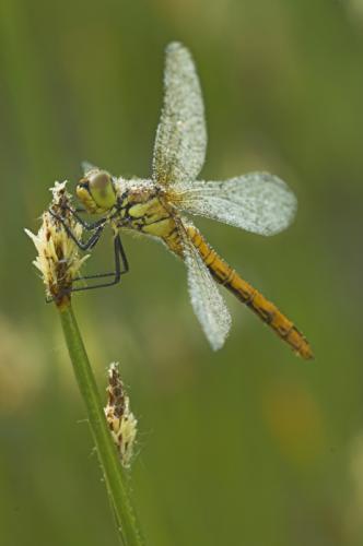 Sympetrum sanguineum
