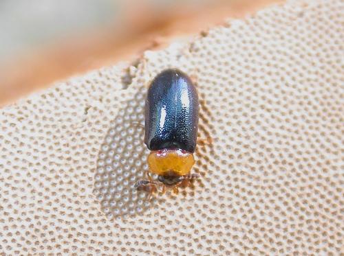 Tetratoma fungorum
