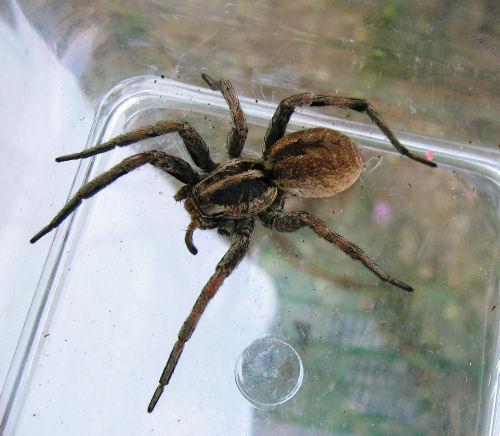 Réf. 10 903 : Hogna radiata