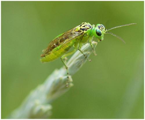 Réf. 10 534 : Rhogogaster chlorosoma