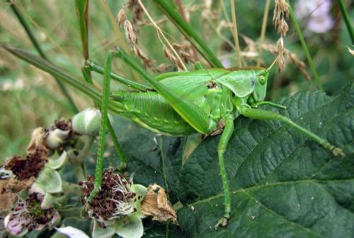 Tettigonia viridissima
