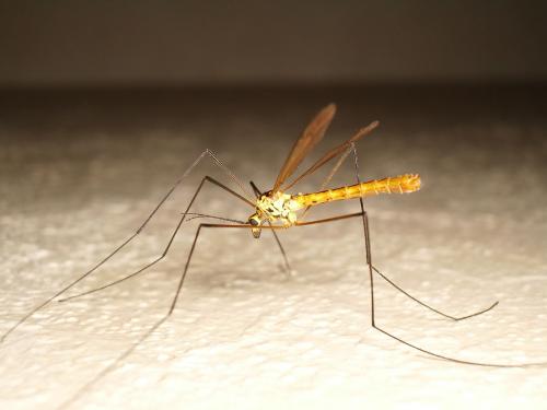 Nephrotoma flavescens