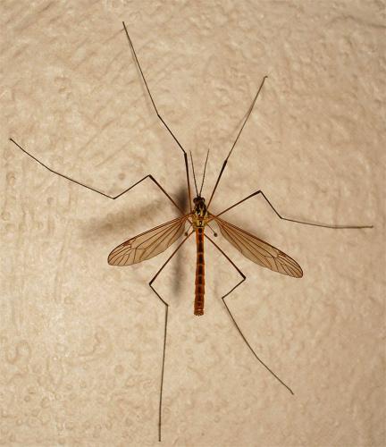 Nephrotoma flavescens