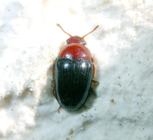 Triplax lepida