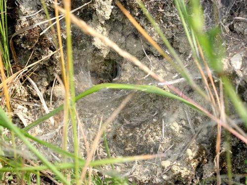 Réf. 10 279 : Tegenaria sp.