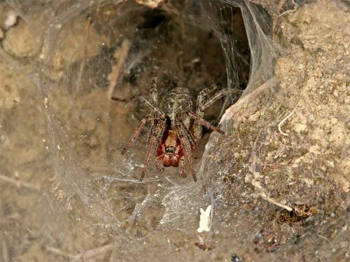 Agelena sp.