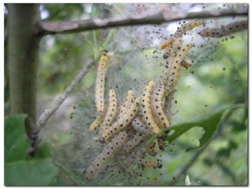 Yponomeuta sp.