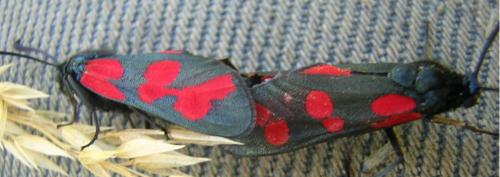 Zygaena filipendulae