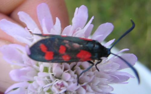 Zygaena transalpina