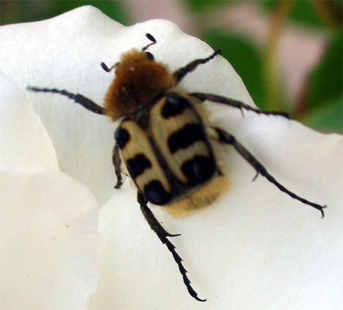 Trichius gallicus