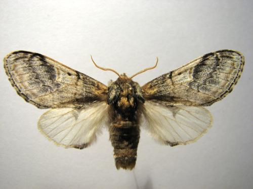 Notodonta tritophus