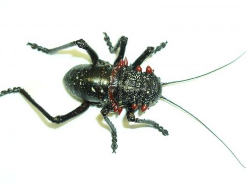 Réf. 10 525 : Eugaster sp.