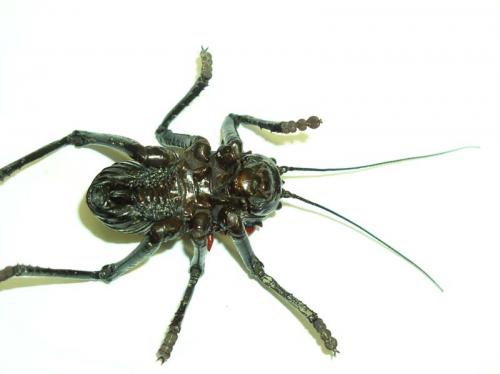 Réf. 10 526 : Eugaster sp.