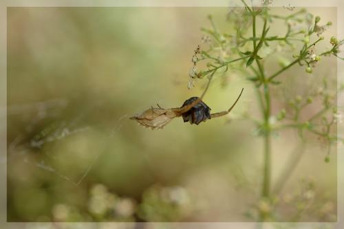 Uloborus walckenaerius