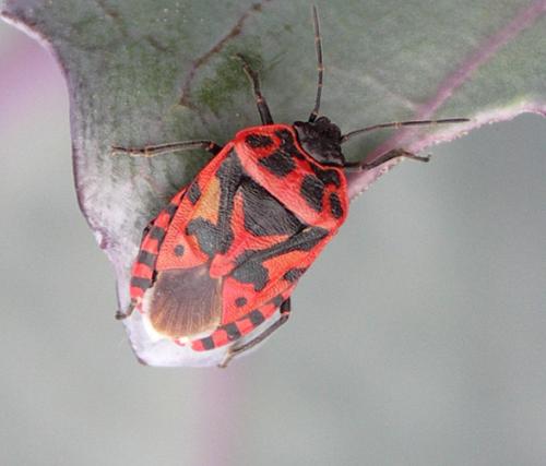 Eurydema ventralis