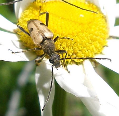 Pachytodes cerambyciformis