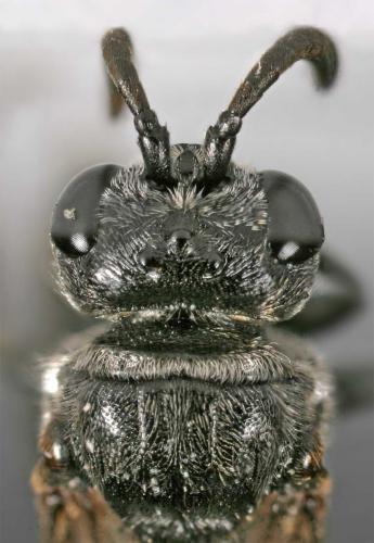 Réf. 10 652 : Psenulus fuscipennis