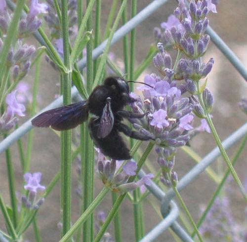 Xylocopa violacea