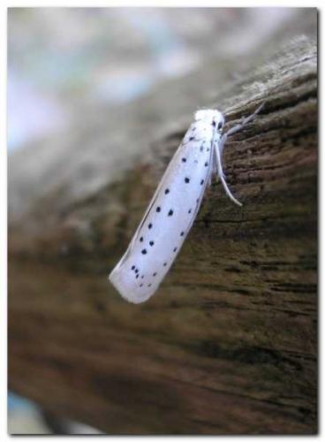 Yponomeuta sp.