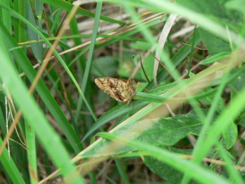 Brenthis sp.