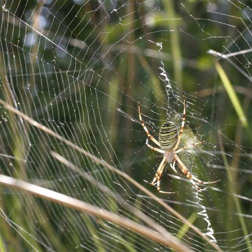 Argiope bruennichi