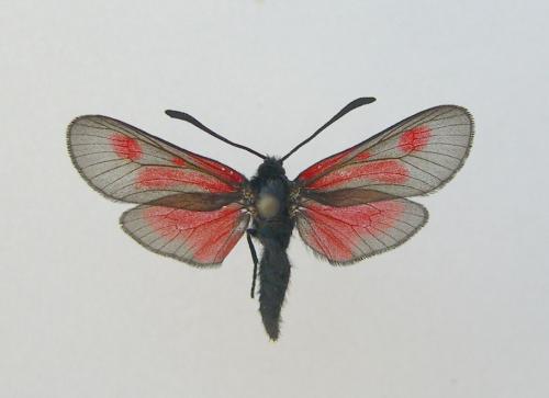 Réf. 10 973 : Zygaena nevadensis interrupta