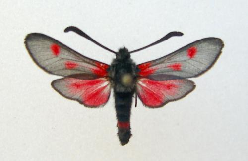 Réf. 10 972 : Zygaena sarpedon