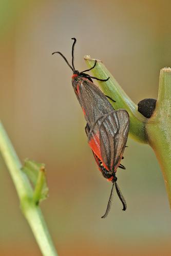 Aglaope infausta