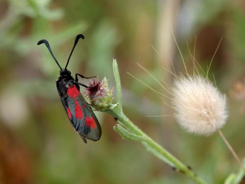 Réf. 10 913 : Zygaena sarpedon