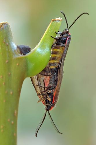 Aglaope infausta