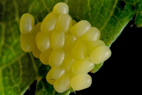 Aglaope infausta