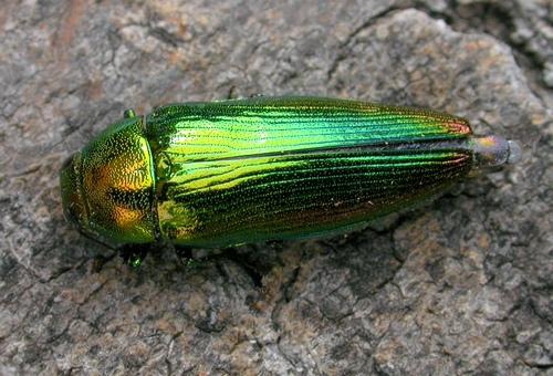 Réf. 10 471 : Eurythyrea micans