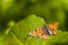 10521 – Photo : Tollari Serge – France (63)