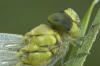 10090 – Photo : V.dragonfly – France (03)