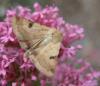 10756 – Photo : Mael Garrin – France (56)