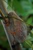 Saturnia pyri