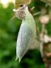 Apatura iris