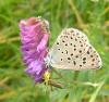 10353 – Photo : Denis Vandromme – France (36)