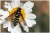 10041 – Photo : Mineha – France (06)