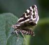 Acontia trabealis