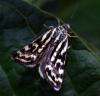 Acontia trabealis