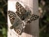 10441 – Photo : Mael Garrin – France (22)