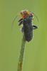 10141 – Photo : V.dragonfly – France (03)